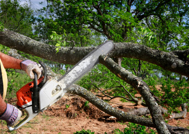 Lawn Watering Services in West Lake Hills, TX